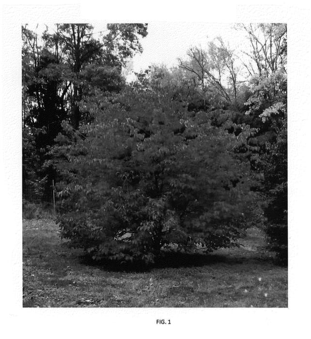 Figure 1 of US plant patent PP26211, the photograph of KN144-2 printed in the patent.
