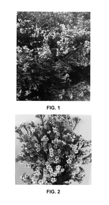 Figure 1 of US plant patent PP26212, the photograph of WX 56 printed in the patent.
