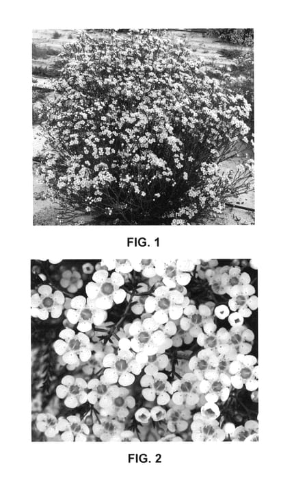 Figure 1 of US plant patent PP26213, the photograph of WX 87 printed in the patent.