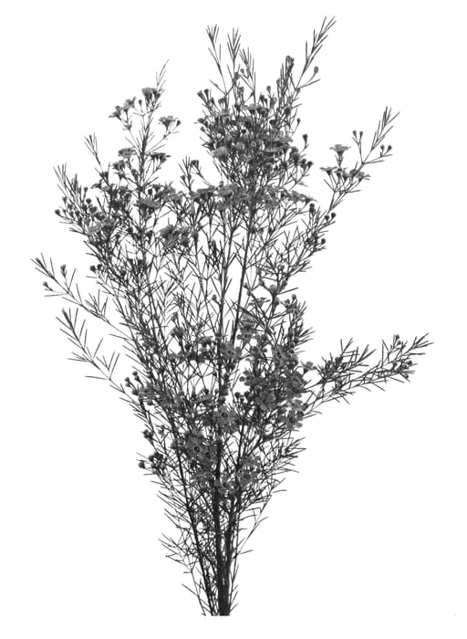 Figure 1 of US plant patent PP26214, the photograph of NIR EDEN printed in the patent.
