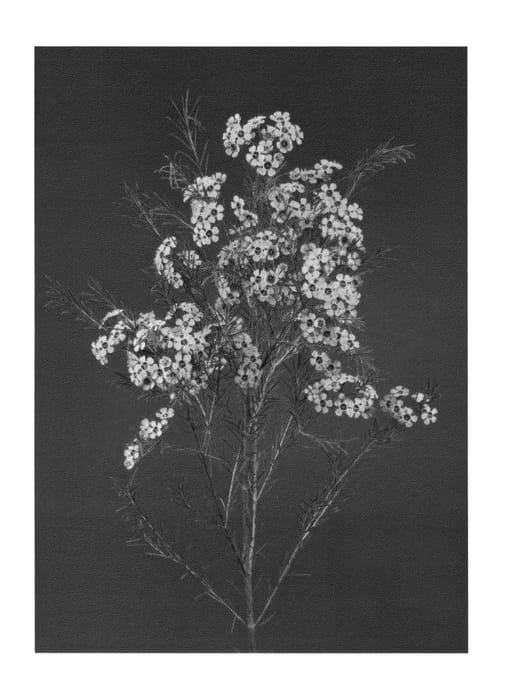 Figure 1 of US plant patent PP26215, the photograph of EARLY NIR printed in the patent.