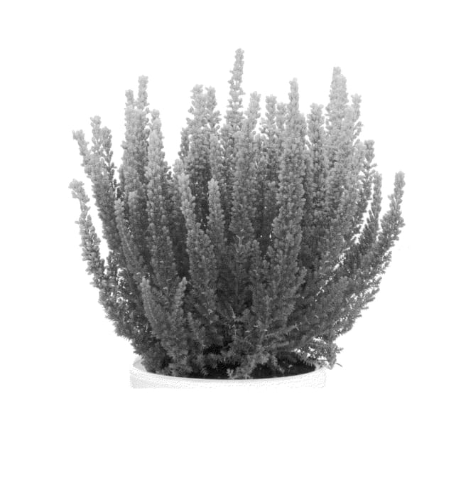 Figure 1 of US plant patent PP26216, the photograph of K6322 printed in the patent.