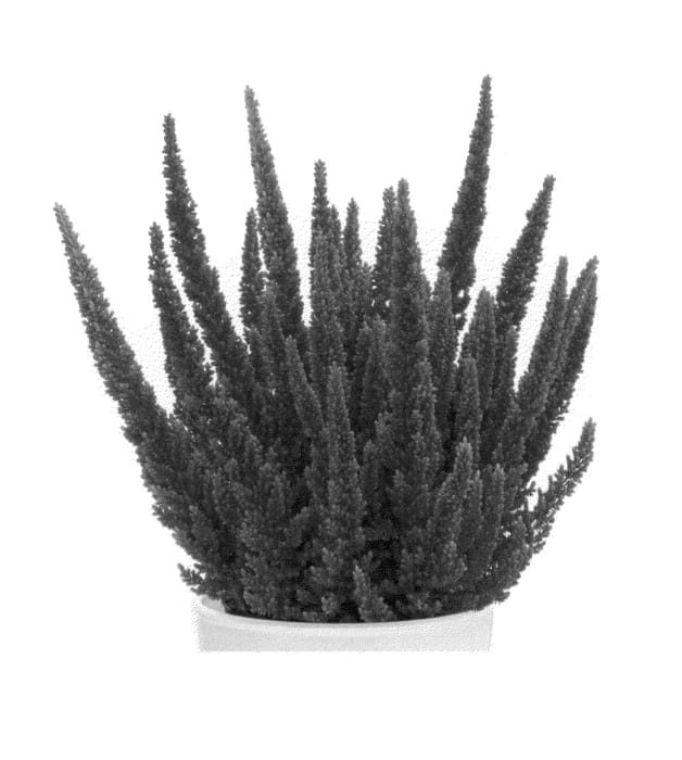Figure 1 of US plant patent PP26217, the photograph of K6300 printed in the patent.