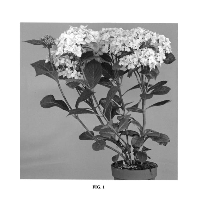 Figure 1 of US plant patent PP26218, the photograph of KAMOSERE ARIGATOU printed in the patent.