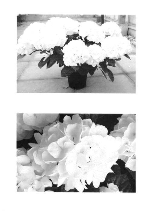 Figure 1 of US plant patent PP26219, the photograph of H213902 printed in the patent.