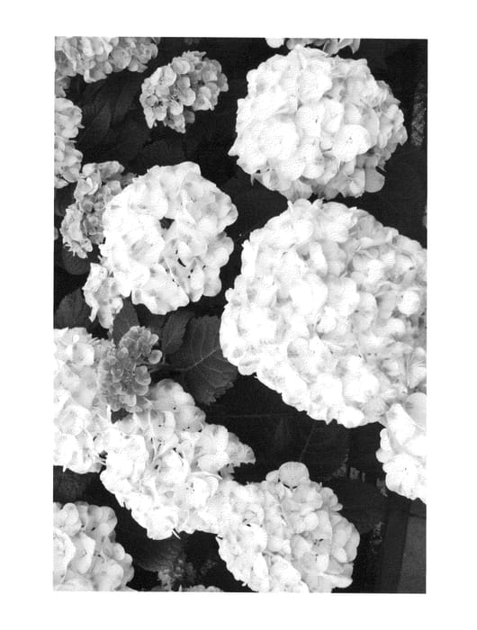 Figure 1 of US plant patent PP26220, the photograph of H212907 printed in the patent.