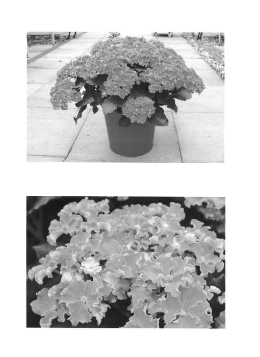 Figure 1 of US plant patent PP26221, the photograph of H213901 printed in the patent.