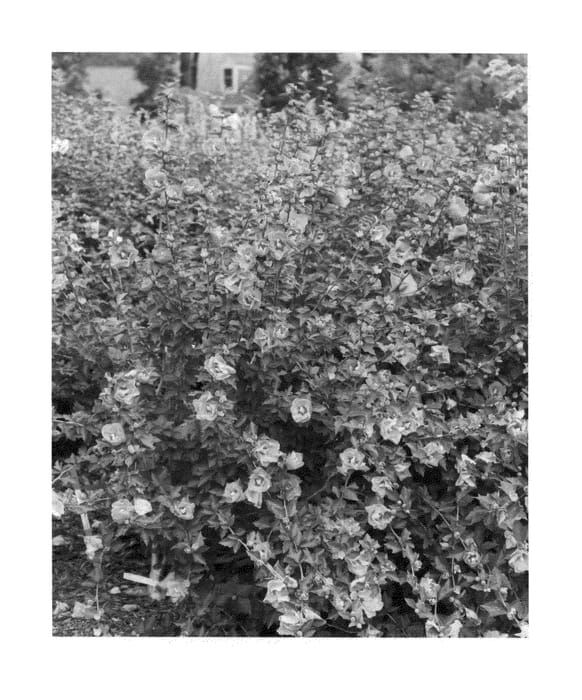 Figure 1 of US plant patent PP26222, the photograph of SHIMCR1 printed in the patent.