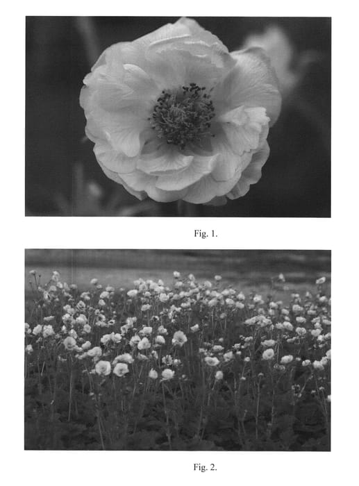 Figure 1 of US plant patent PP26223, the photograph of Gimlet printed in the patent.