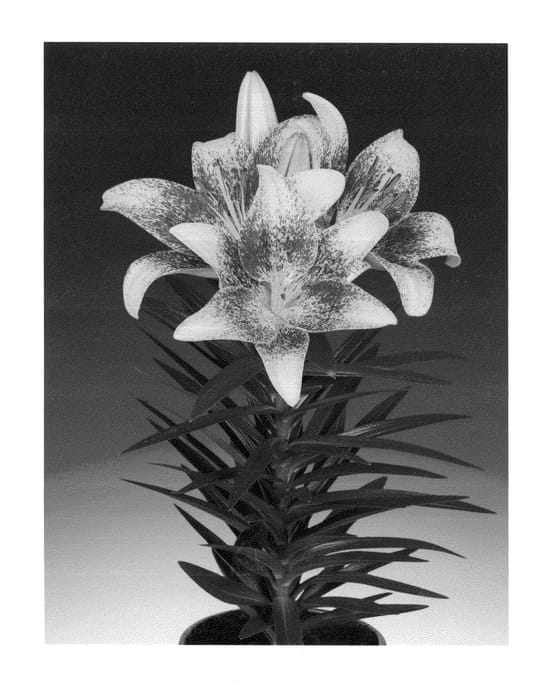 Figure 1 of US plant patent PP26224, the photograph of Tiny Nugget printed in the patent.