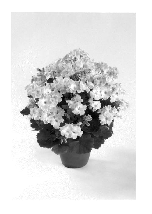 Figure 1 of US plant patent PP26225, the photograph of REGBESOPI printed in the patent.
