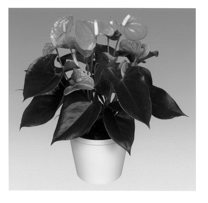 Figure 1 of US plant patent PP26226, the photograph of ANTHDOZAL printed in the patent.