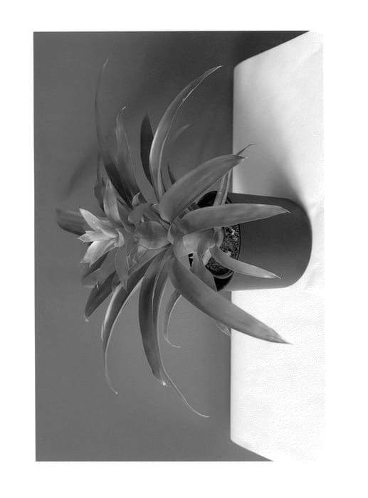 Figure 1 of US plant patent PP26227, the photograph of Flava printed in the patent.