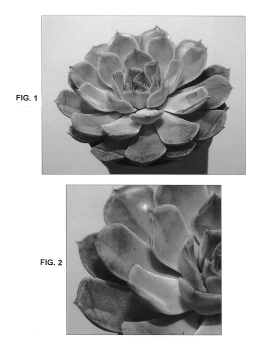 Figure 1 of US plant patent PP26228, the photograph of Orion printed in the patent.