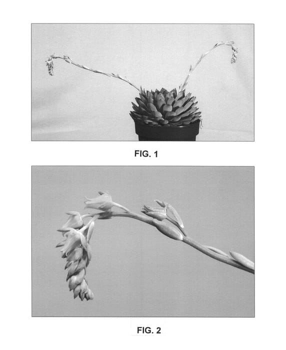 Figure 1 of US plant patent PP26229, the photograph of Apus printed in the patent.
