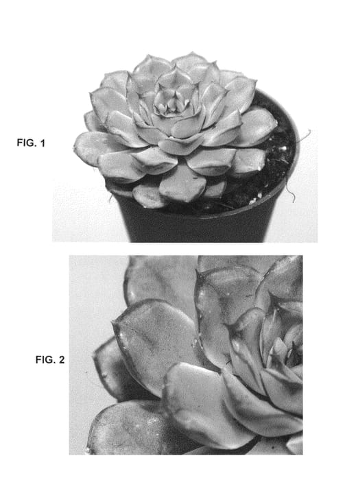 Figure 1 of US plant patent PP26230, the photograph of Hercules printed in the patent.
