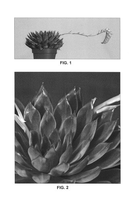 Figure 1 of US plant patent PP26231, the photograph of Sagitta printed in the patent.