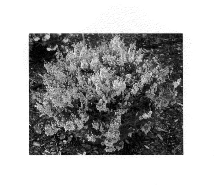 Figure 1 of US plant patent PP26232, the photograph of LOTRAPI printed in the patent.