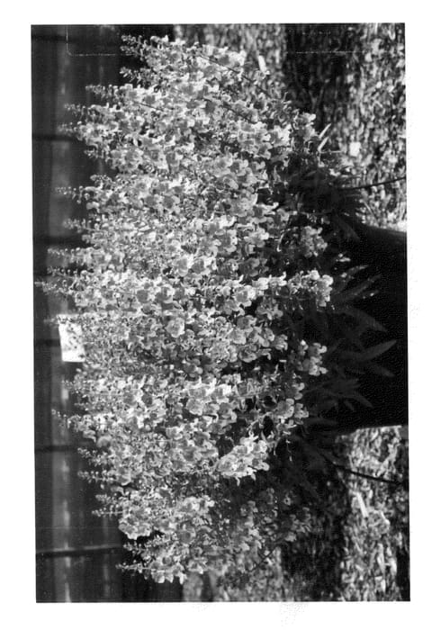 Figure 1 of US plant patent PP26233, the photograph of Anwedgim printed in the patent.