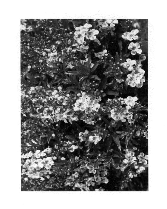 Figure 1 of US plant patent PP26234, the photograph of Lowhiblu printed in the patent.
