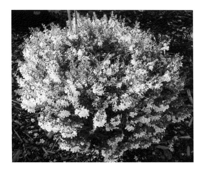 Figure 1 of US plant patent PP26235, the photograph of Lotrawhi printed in the patent.