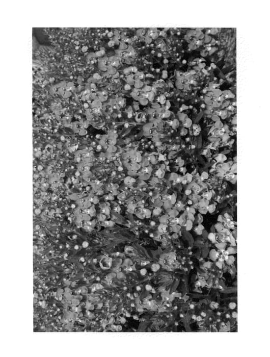 Figure 1 of US plant patent PP26236, the photograph of Loblu printed in the patent.