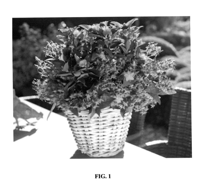 Figure 1 of US plant patent PP26237, the photograph of Ruihyg234a printed in the patent.