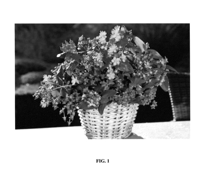 Figure 1 of US plant patent PP26238, the photograph of Ruihyg207b printed in the patent.