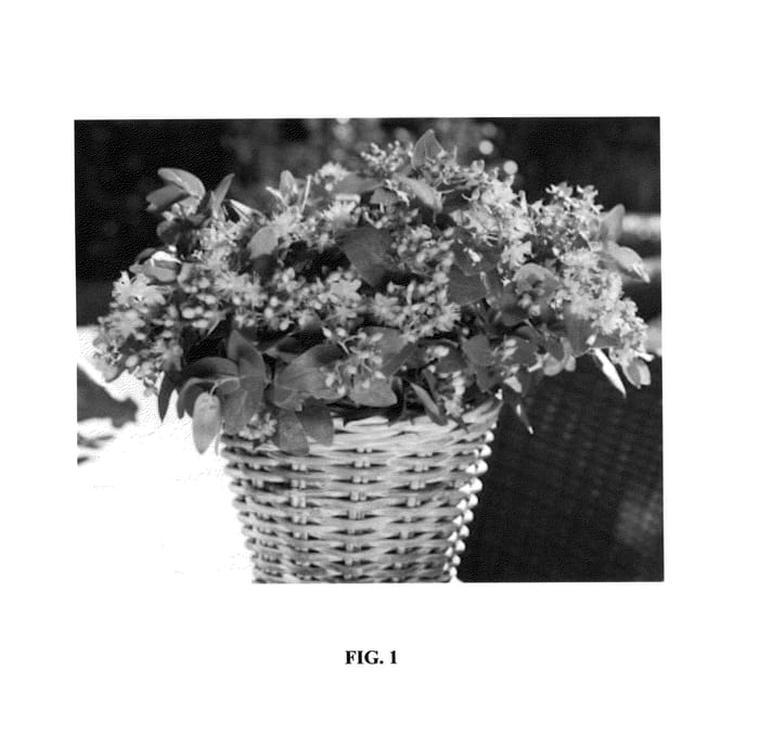 Figure 1 of US plant patent PP26239, the photograph of Ruihyg224a printed in the patent.