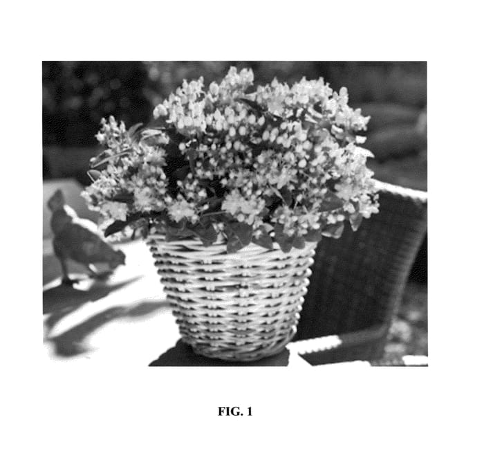 Figure 1 of US plant patent PP26240, the photograph of Ruihyh004c printed in the patent.