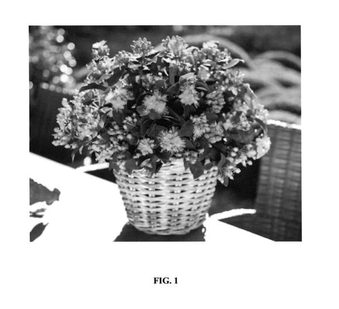 Figure 1 of US plant patent PP26241, the photograph of Ruihyh006b printed in the patent.