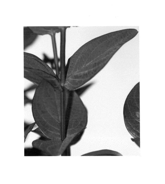 Figure 2 of US plant patent PP26242, the photograph of Kolmiglow printed in the patent.