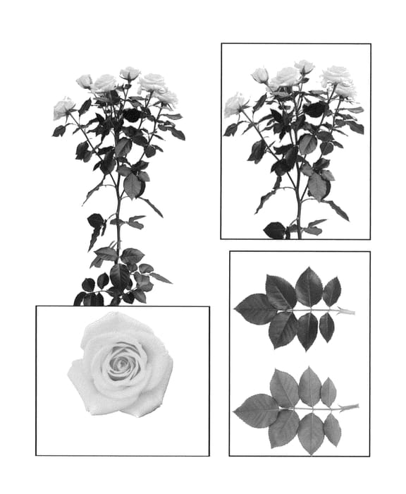 Figure 1 of US plant patent PP26244, the photograph of ESM R071 printed in the patent.