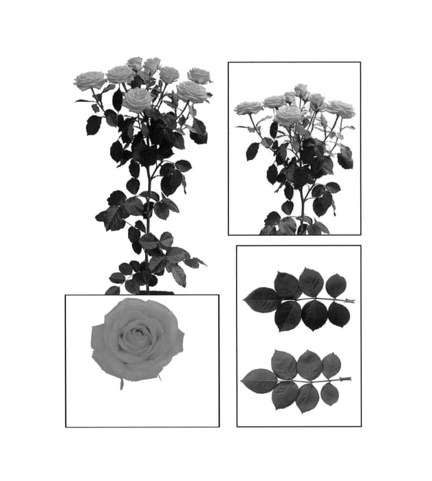 Figure 1 of US plant patent PP26245, the photograph of ESM R073 printed in the patent.