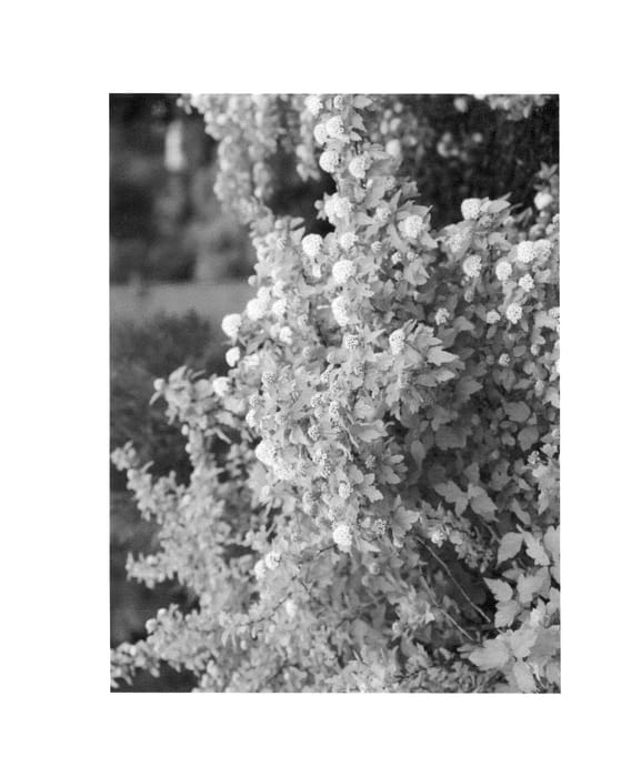 Figure 1 of US plant patent PP26246, the photograph of Bert Dart's G printed in the patent.