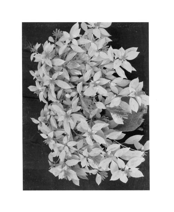 Figure 1 of US plant patent PP26247, the photograph of Grelmsiz printed in the patent.