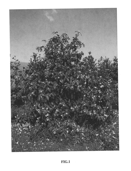 Figure 1 of US plant patent PP26248, the photograph of Pink Cascade printed in the patent.