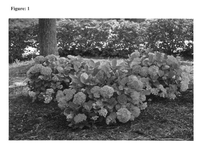 Figure 1 of US plant patent PP26249, the photograph of Lindsey Ann printed in the patent.