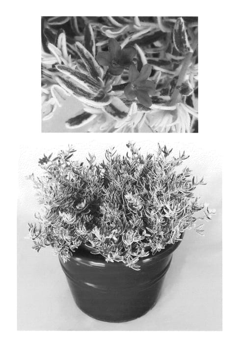 Figure 1 of US plant patent PP26250, the photograph of MonRik printed in the patent.