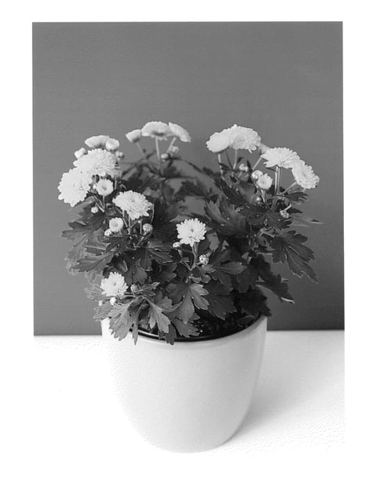 Figure 1 of US plant patent PP26252, the photograph of Bkgardyl printed in the patent.