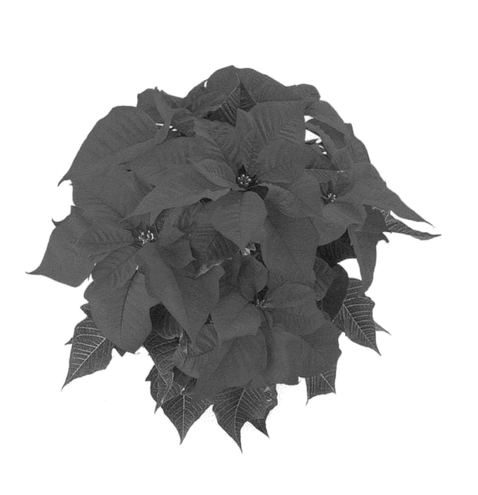 Figure 1 of US plant patent PP26253, the photograph of Bkponsl printed in the patent.