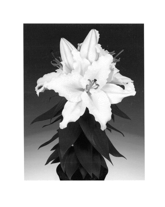 Figure 1 of US plant patent PP26254, the photograph of Sunny Azores printed in the patent.