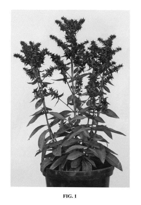 Figure 1 of US plant patent PP26255, the photograph of Blind Lion printed in the patent.
