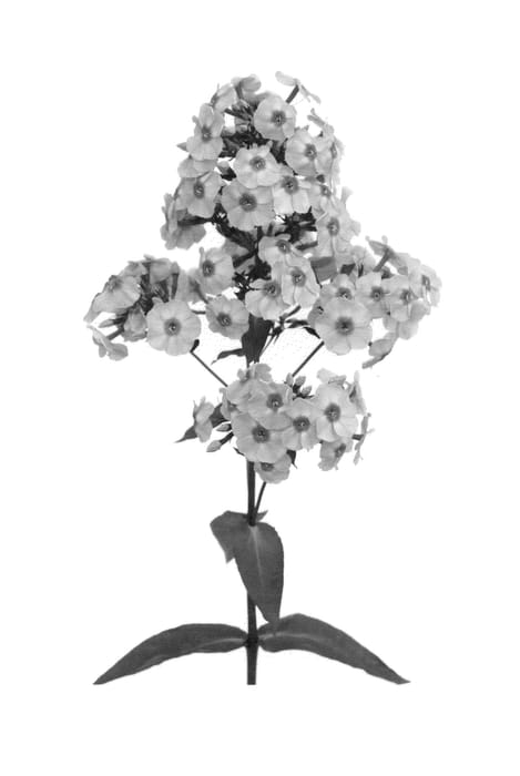 Figure 1 of US plant patent PP26256, the photograph of Barseventynine printed in the patent.
