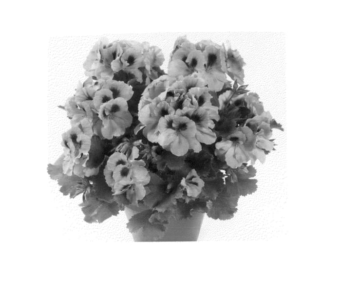 Figure 1 of US plant patent PP26257, the photograph of Regpin printed in the patent.