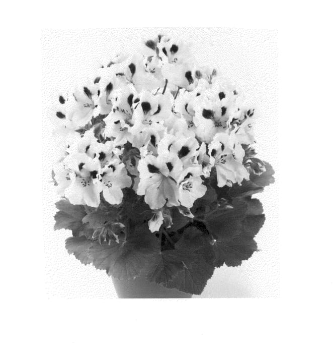 Figure 1 of US plant patent PP26258, the photograph of Regwey printed in the patent.