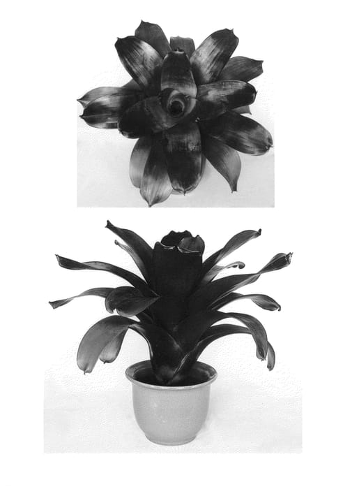 Figure 1 of US plant patent PP26259, the photograph of Julietta printed in the patent.