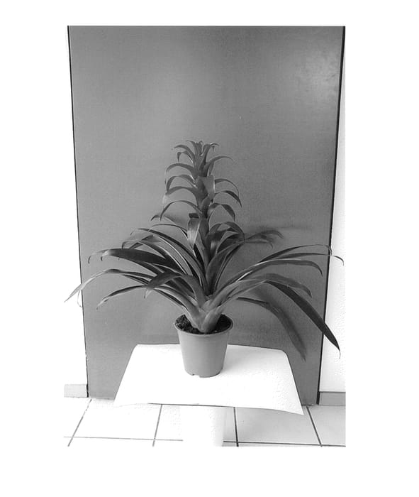 Figure 1 of US plant patent PP26260, the photograph of Red Sky printed in the patent.