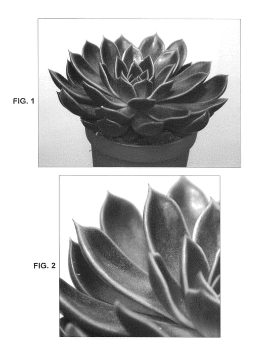 Figure 1 of US plant patent PP26261, the photograph of Mira printed in the patent.