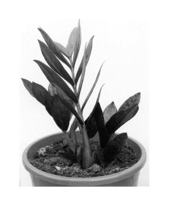Figure 1 of US plant patent PP26262, the photograph of Heemzamio printed in the patent.